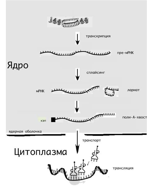 МРНК - это... Что такое МРНК?