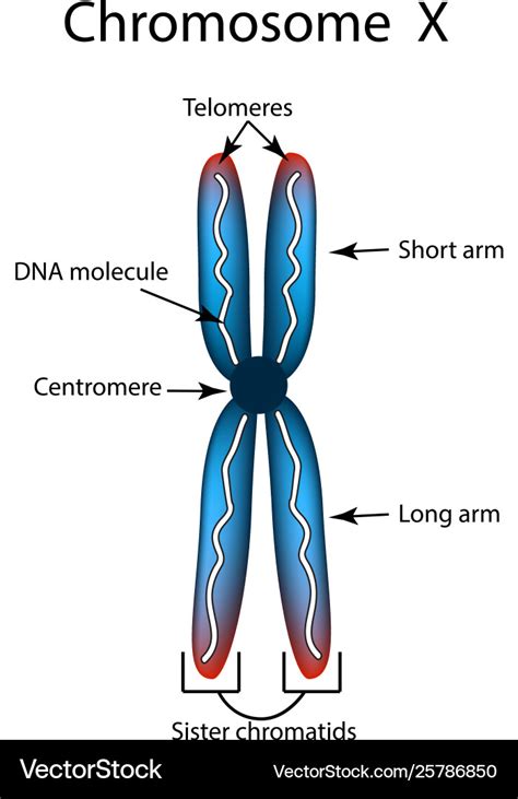 structure chromosome infographics royalty  vector image
