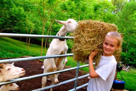 What Do Goats Eat? Your Complete Guide to Feeding Goats