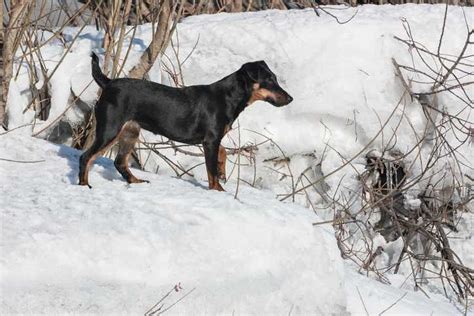 Jagdterrier: The German Hunting Dog: Complete Profile