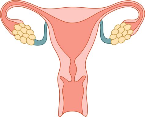 anatomía humana sistema reproductor femenino, órganos reproductores