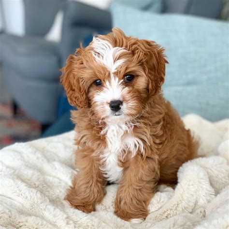 maltipoo breeders artofit