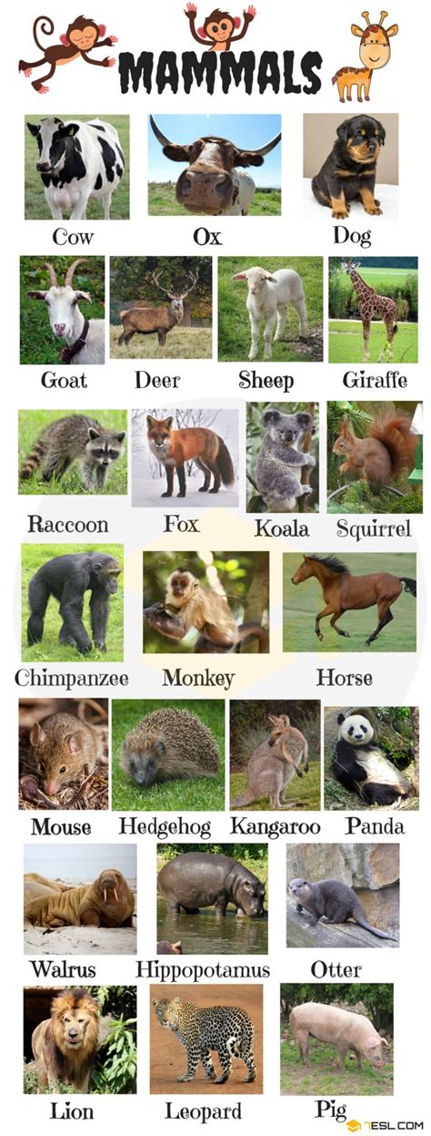 List of Mammals in English with Pictures • 7ESL