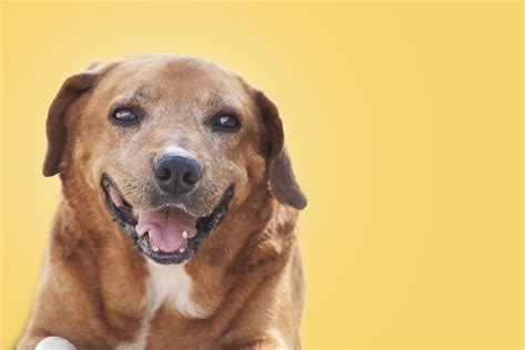 Animal Perro Mascota - Foto gratis en Pixabay - Pixabay