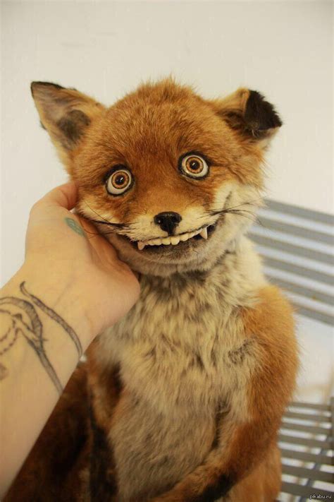 Bad Taxidermy Fox Meme