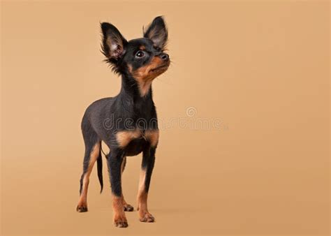 Russian toy terrier puppy stock photo. Image of brown - 30060194