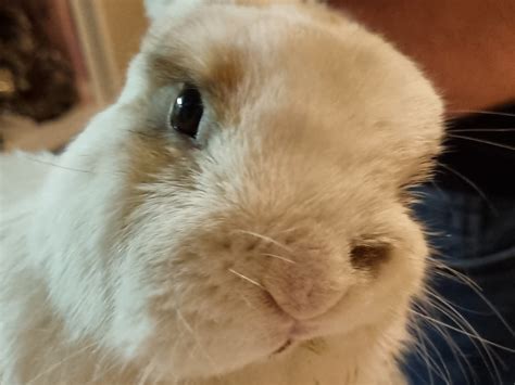 Understanding E. Cuniculi In Rabbits - Biscuits Pet Pantry
