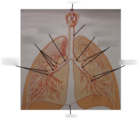 respiratory system wall chart 2 Diagram | Quizlet