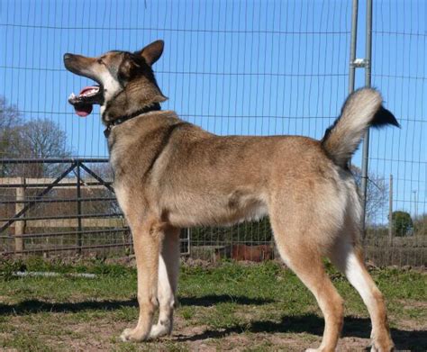 Meet The Alaskan Malamute Belgian Malinois Mix