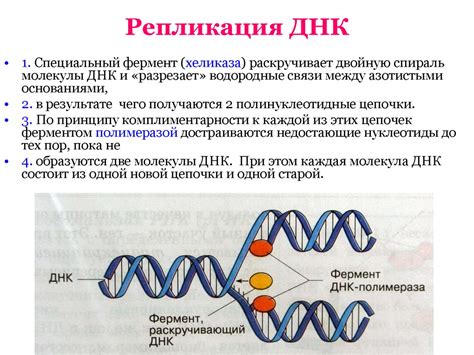 Нуклеиновые кислоты - презентация онлайн