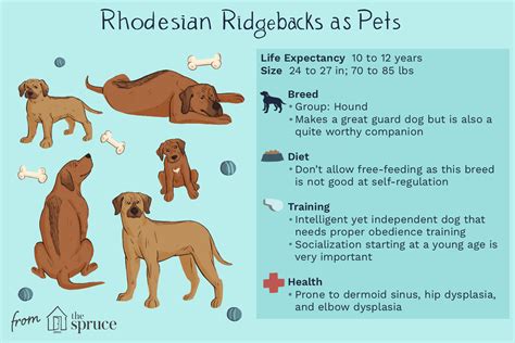 Rhodesian Ridgeback: Full Profile, History, and Care