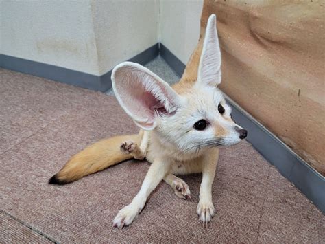 animal cafes japan 5