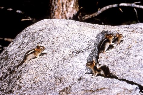 Image libre: plusieurs, occidental, tamias, tamias cooperi, habitat naturel
