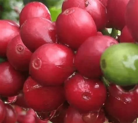 A Complete Guide of The China Yunnan Coffee - Chinese-Recipe