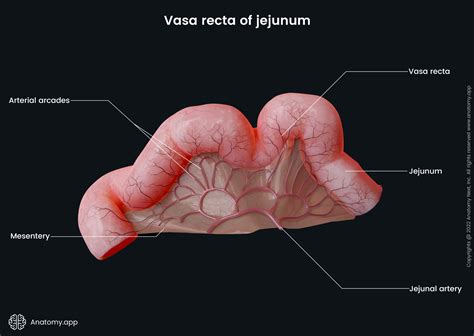 Small intestine | Encyclopedia | Anatomy.app | Learn anatomy | 3D ...
