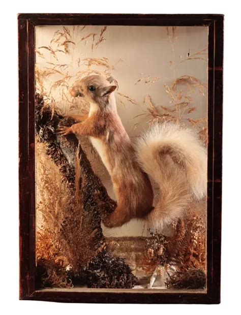 Stuffed golden eagle, red squirrels and fish for sale in taxidermy