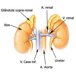 Glandulas Do Corpo Humano - Glândulas do corpo humano: endócrinas, exócrinas e funções [resumo]