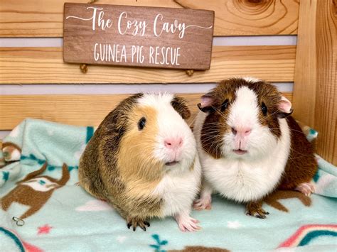 ways to guinea pig breathing fast without vet 8