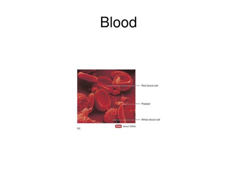 PPT - Blood PowerPoint Presentation, free download - ID:2399804 