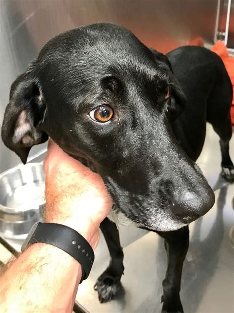 Here's 4 pets at Knoxville-area shelters who need homes