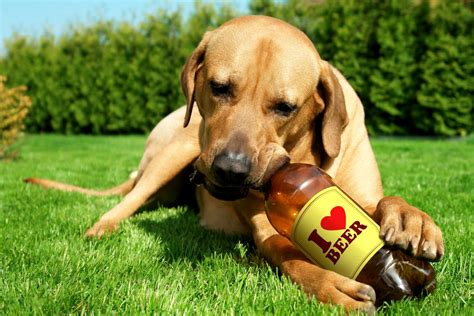Можно ли собакам пить пиво? - Fanatic Beer Magazine