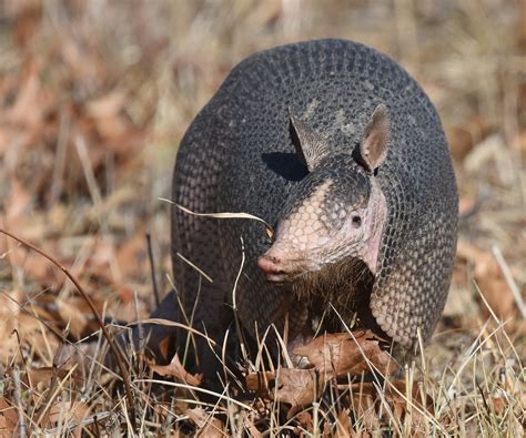 Definitive Guide To Nine-banded Armadillo Facts, Habitat, Conservation ...