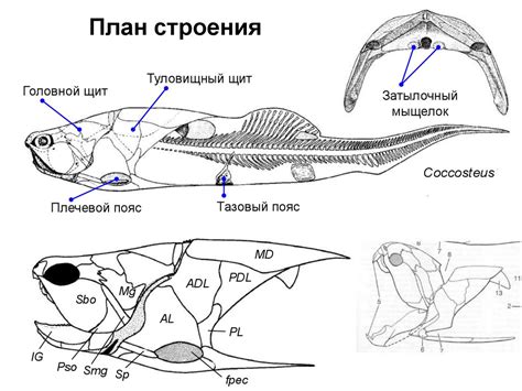 Челюстноротые. Панцирные рыбы - online presentation