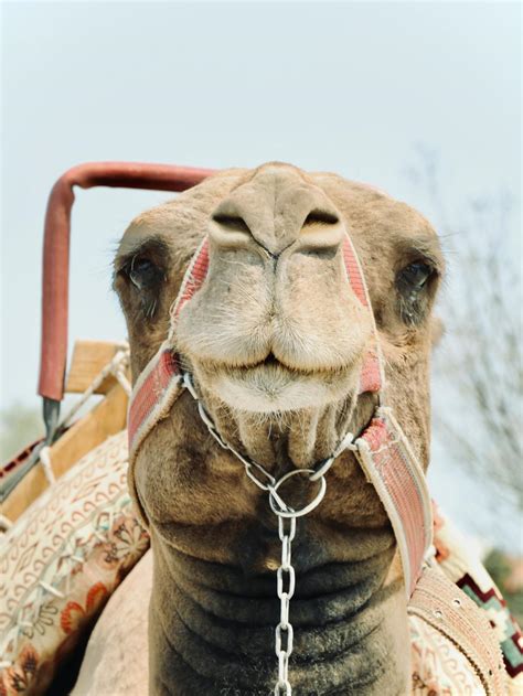 Ebony+Camel+Toe Photos, Download The BEST Free Ebony+Camel+Toe Stock