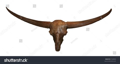 Longhorn Skull Stock Photo 1520933 : Shutterstock