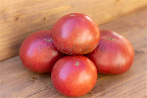 ДИКИЙ КАРТОФЕЛЬНЫЙ ЛИСТ Dwarf Wild Spudleaf — BTomate