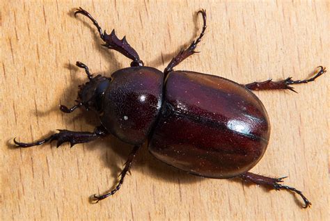 Besouro É Um Inseto - Banco de imagens : inseto, fechar, fauna, Invertebrado, besouro ...