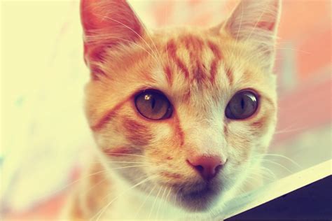 Miguel cat. Photo by Gil. | Animals, Cats, Photo