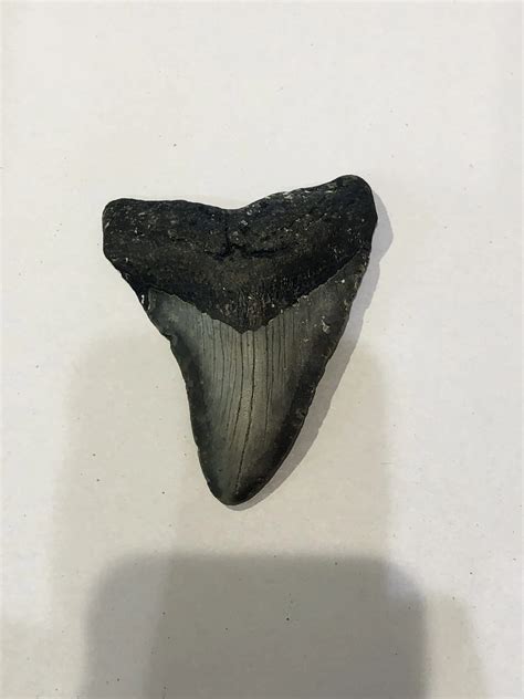 Megalodon Tooth South Carolina 4" » Prehistoric Online