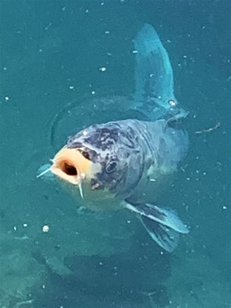 FemboyFishing🏳️‍⚧️🎣 on Twitter: "Femboy fishing is legally a brand