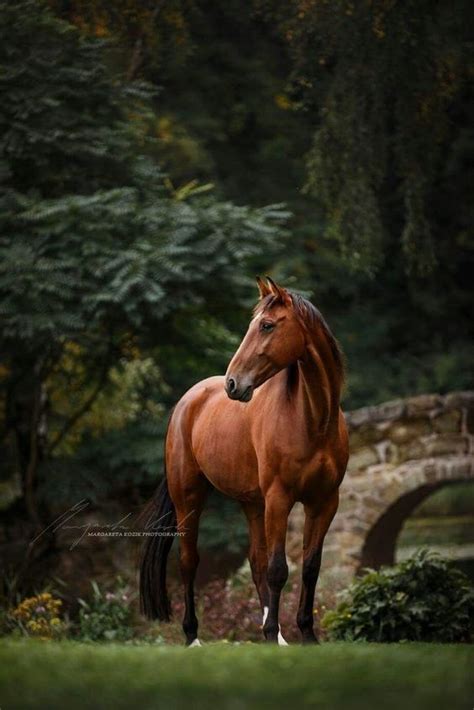25 Horse Photography Tips: Take Great Equine Photography