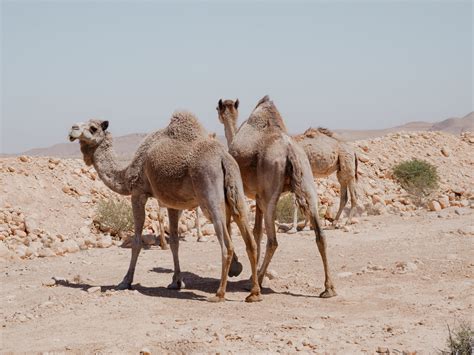 Camels on the Desert · Free Stock Photo