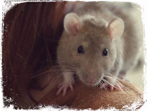 O Que Significa Sonhar Com Ratazana - Significado de Sonhar com Ratazana? É Bom ou Ruim?