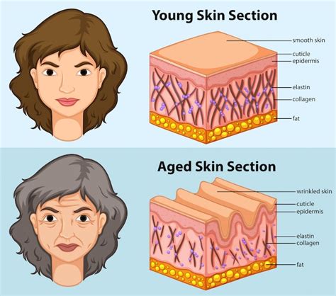 normal skin images    freepik