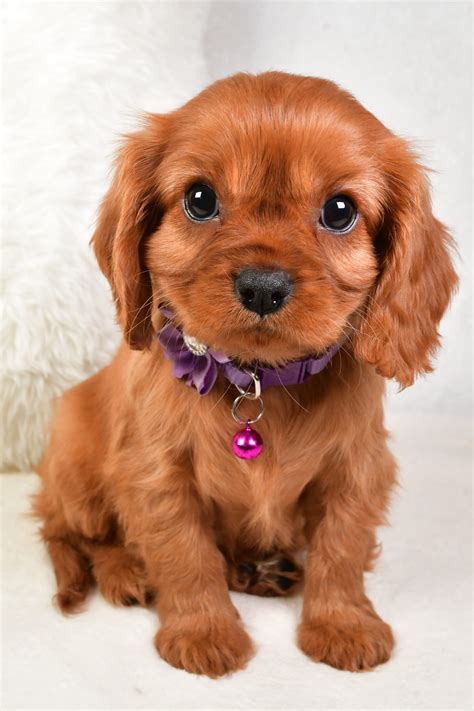 Ruby - Cavalier King Charles Spaniel Puppy for Sale in millersburg, OH | Lancaster Puppies