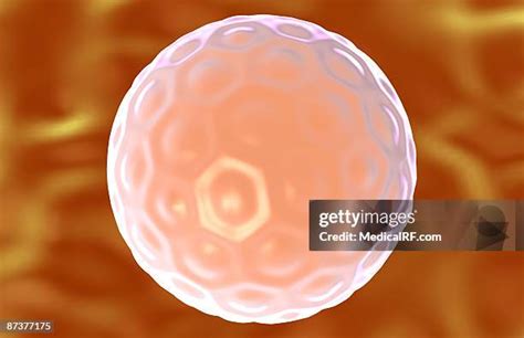 blastomere stock  high res pictures  images getty images