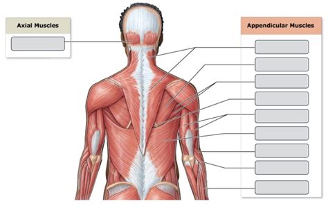 posterior skeletal muscles