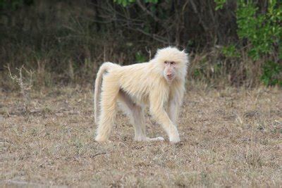 All Albino Animals: Albino Baboon | White Baboon.