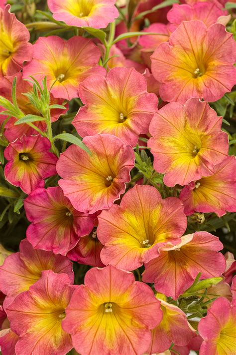 Supertunia® Persimmon - Petunia hybrid | Proven Winners