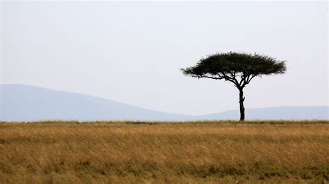 Tree Savanna Africa Safari Dry Grass Field Blue Sky 4K HD Nature