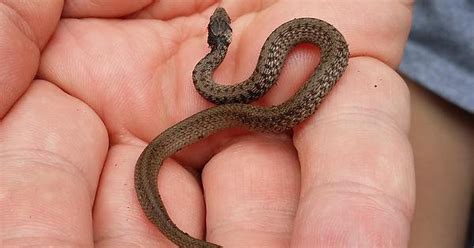 Help ID. Think this is a baby Black Racer. Thoughts? Central VA. : snakes