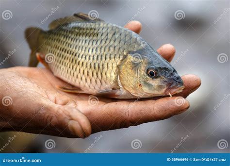 Freshwater Fish, Myanmar Royalty-Free Stock Image | CartoonDealer.com ...