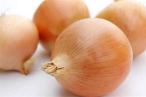 Cibule Sturon: popis a charakteristika odrůdy, pěstování a péče o ...