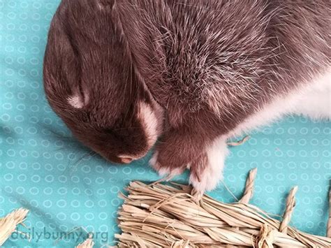 Shh! Don't You Dare Wake Up Bunny! — The Daily Bunny | Daily bunny ...