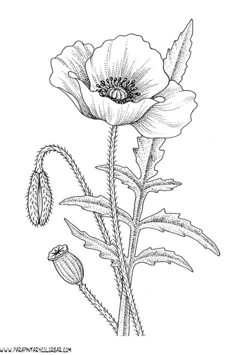 amapola | Poppy flower drawing, Poppy drawing, Flower line drawings