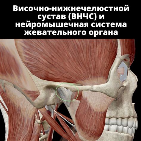 Статьи сообщества Дентал Мир - стоматология | ВКонтакте